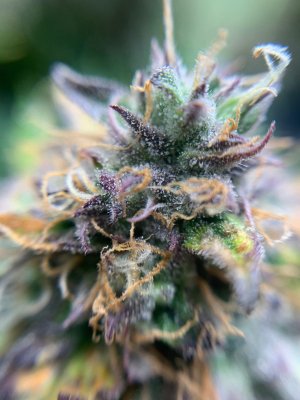 E4B1DBF6-EACA-4EF2-B3FA-3FC0CECD4E00.jpeg E4B1DBF6-EACA-4EF2-B3FA-3FC0CECD4E00.jpeg