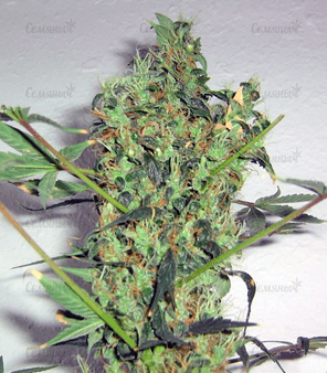 1635585213507.png 1635585213507.png