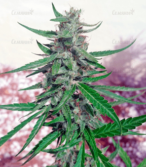 1636539165731.png 1636539165731.png