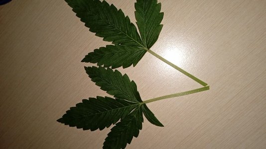 1636708990242..jpg 1636708990242..jpg