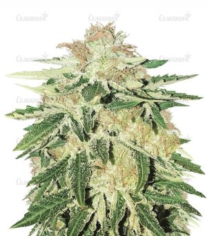 sort_Kripple_Roulette_dr_krippling_seeds__GGhvti7hHAUXUJBn.jpg sort_Kripple_Roulette_dr_krippling_seeds__GGhvti7hHAUXUJBn.jpg