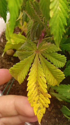 IMG_20211128_143426.jpg IMG_20211128_143426.jpg