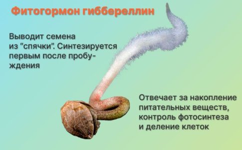 Фитогормоны для конопли Фитогормоны для конопли