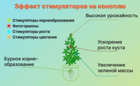 Гуминовые кислоты каннабиса Гуминовые кислоты каннабиса