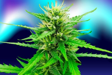 Сорт конопли Northern Lights – житель сурового севера Сорт конопли Northern Lights – житель сурового севера