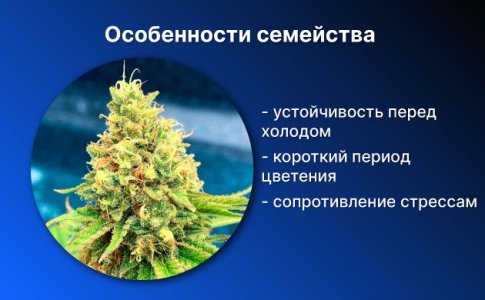 Особенности сорта конопли Northern Lights Особенности сорта конопли Northern Lights
