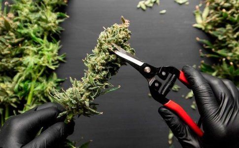 Обрезка урожая конопли Обрезка урожая конопли