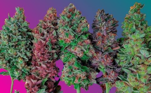 Другие цвета конопли Другие цвета конопли