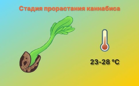 Температура для прорастания конопли Температура для прорастания конопли