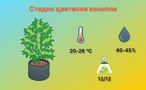 4-Stadiya-czveteniya-konopli.jpg 4-Stadiya-czveteniya-konopli.jpg