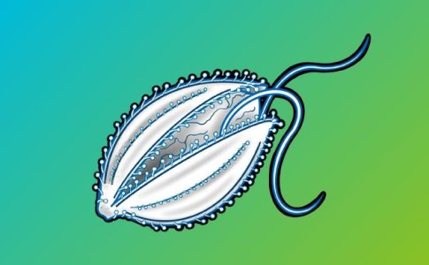 Генетика и селекция конопли, поколения семян каннабиса Генетика и селекция конопли, поколения семян каннабиса