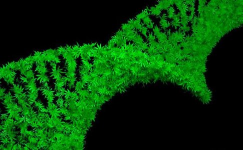 Популярные генетические линии и семейства сортов конопли Популярные генетические линии и семейства сортов конопли