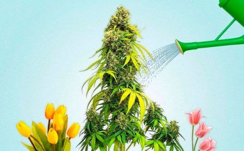 Маскировка кустов конопли Маскировка кустов конопли