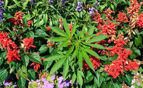 Запах конопли Запах конопли