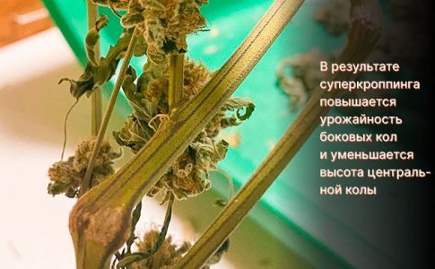 Суперкроппинг конопли 