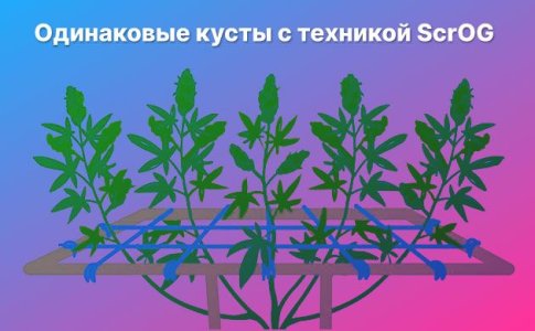 Техника ScrOG для конопли