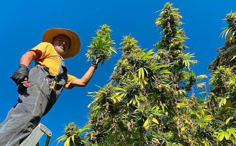 Быстрое выращивание конопли в аутдоре