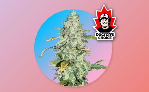 Sort-konopli-Niagara-Auto-ot-sidbanka-Doctors-Choice.jpg Sort-konopli-Niagara-Auto-ot-sidbanka-Doctors-Choice.jpg