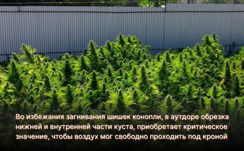 Профилактика плесени в аутдоре Профилактика плесени в аутдоре