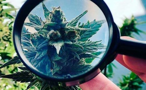 Определение и лечение мучнистой росы на конопле Определение и лечение мучнистой росы на конопле