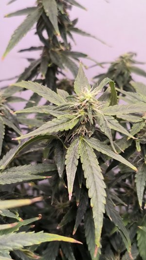 IMG_20230418_001812.jpg IMG_20230418_001812.jpg