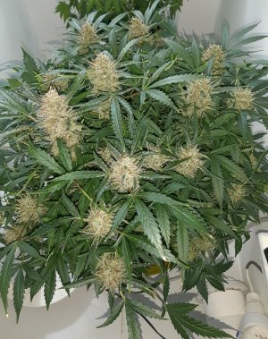 20230421_124341.jpg 20230421_124341.jpg