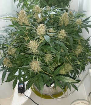 20230421_124323.jpg 20230421_124323.jpg