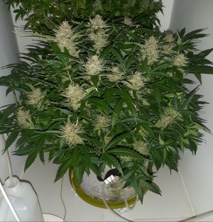 20230421_125806.jpg 20230421_125806.jpg