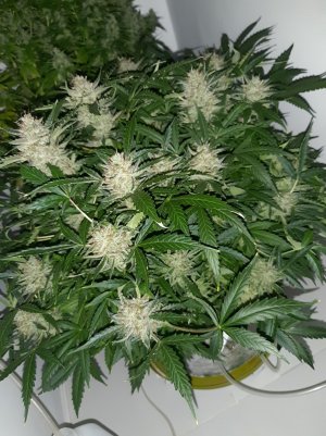 20230421_125737.jpg 20230421_125737.jpg