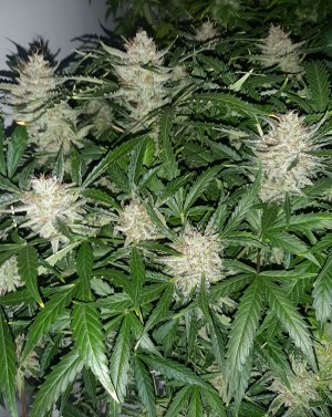 20230421_130142.jpg 20230421_130142.jpg