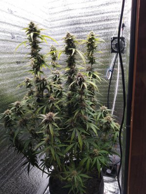 IMG_20230421_181055.jpg IMG_20230421_181055.jpg