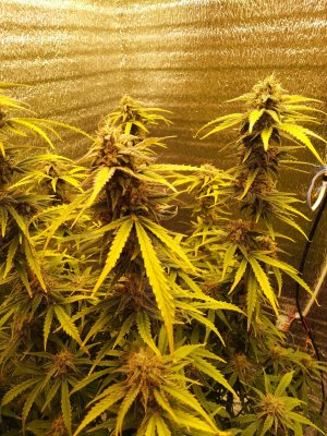 IMG_20230421_181833.jpg IMG_20230421_181833.jpg