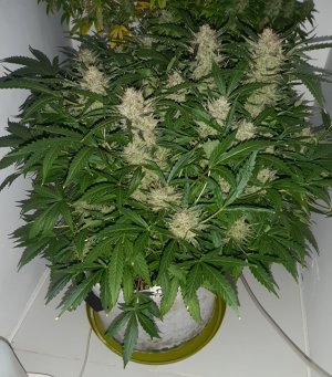 20230422_202515.jpg 20230422_202515.jpg