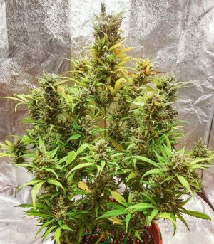 Crime-Caramel-Auto-fem--sort-marihuany__kChv2x3SS0BkTfMq.jpg Crime-Caramel-Auto-fem--sort-marihuany__kChv2x3SS0BkTfMq.jpg