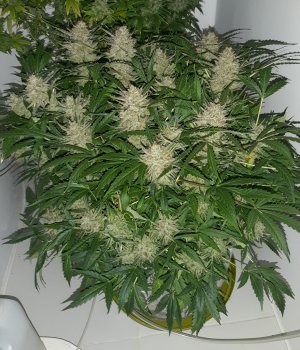 20230424_095004.jpg 20230424_095004.jpg