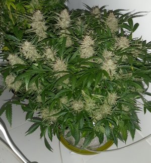 20230424_104836.jpg 20230424_104836.jpg