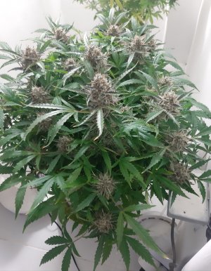 20230424_105826.jpg 20230424_105826.jpg