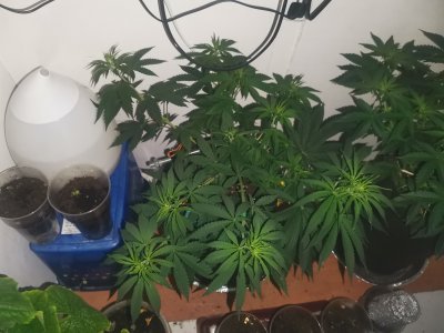 IMG_20230425_103409.jpg IMG_20230425_103409.jpg