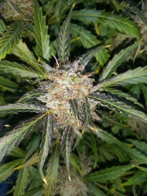 20230425_181703.jpg 20230425_181703.jpg