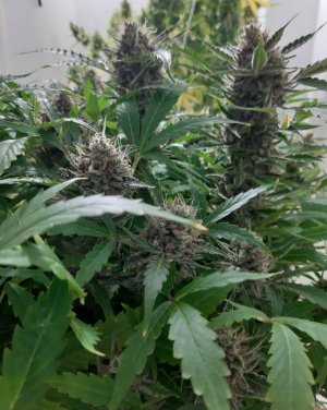 20230425_181906.jpg 20230425_181906.jpg