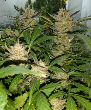 20230425_181850.jpg 20230425_181850.jpg