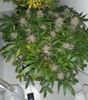 20230426_090807.jpg 20230426_090807.jpg