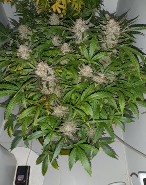 20230426_095246.jpg 20230426_095246.jpg