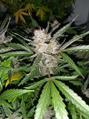 20230426_095211.jpg 20230426_095211.jpg