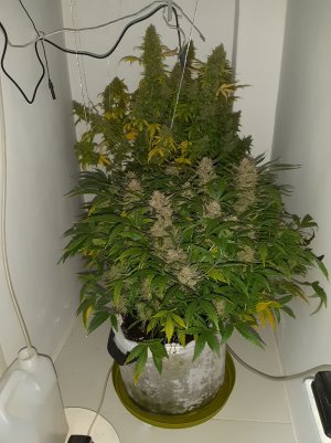 20230426_095102.jpg 20230426_095102.jpg