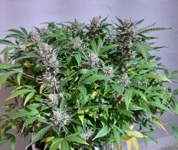 20230426_180042.jpg 20230426_180042.jpg