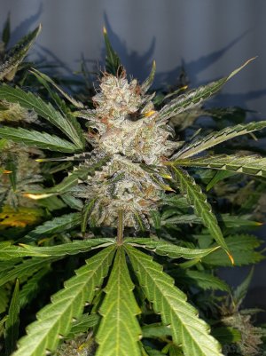 20230426_175944.jpg 20230426_175944.jpg