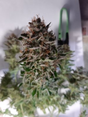 20230426_175749.jpg 20230426_175749.jpg