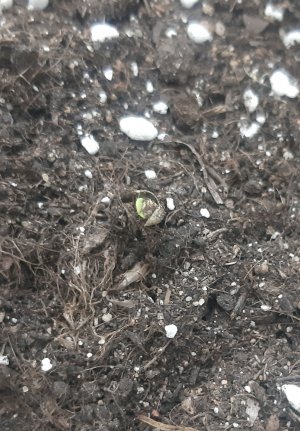 20230427_180652.jpg 20230427_180652.jpg