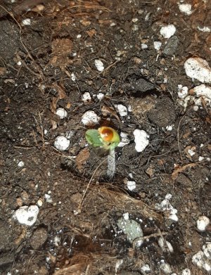 20230427_181506.jpg 20230427_181506.jpg